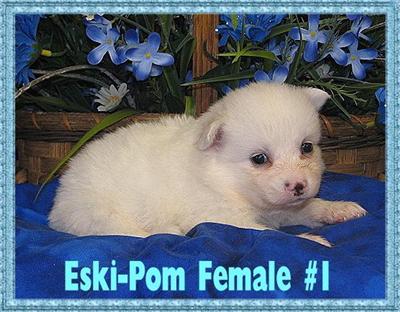 Puppies in KY